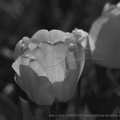 DSC04005 BW