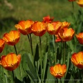 DSC04121