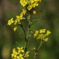 DSC04158