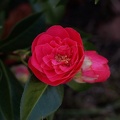 DSC04129