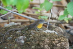 DSC04968