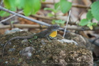 DSC04972
