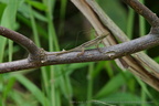 DSC05787