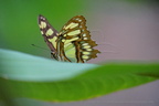 DSC04444