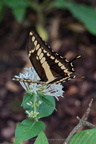 DSC04490