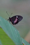 DSC04506