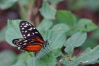 DSC04514