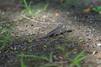 DSC04881