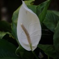 DSC04920
