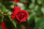 DSC00251