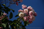 DSC00236