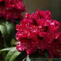 DSC00250
