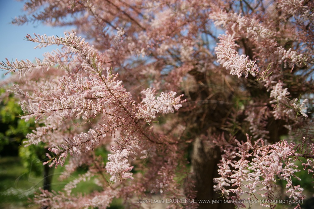 DSC01616 (2177 visites) DSC01616