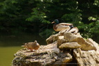 DSC09267