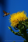 DSC00800