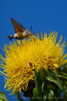 DSC00801