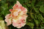 DSC00990