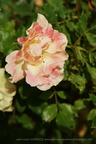 DSC00991