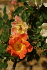 DSC00993