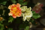DSC00994