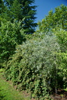 DSC01238