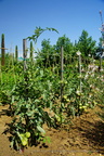 DSC01250
