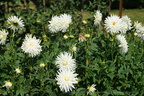 DSC01263
