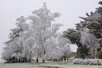 Arbres givrés