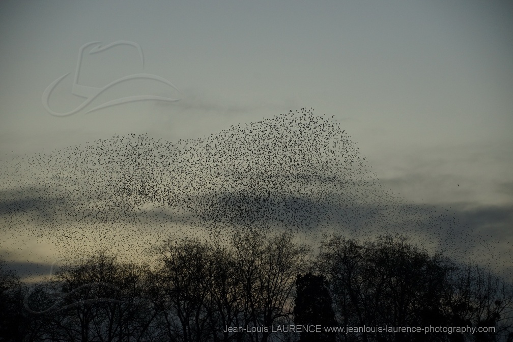 DSC06506 (2264 visites) DSC06506