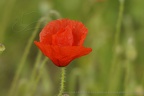  DSC5983