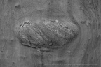  DSC5858 BW