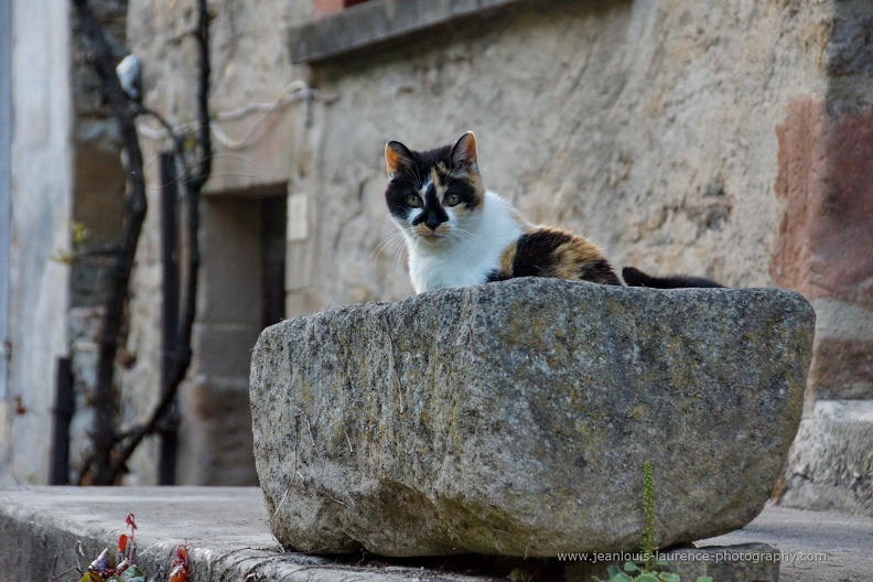 DSC05611.JPG