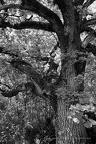 DSC06633 BW