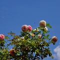 DSC00855