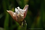 DSC01464