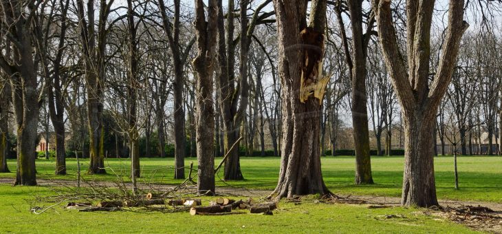 Balade dans le parc après la tempête